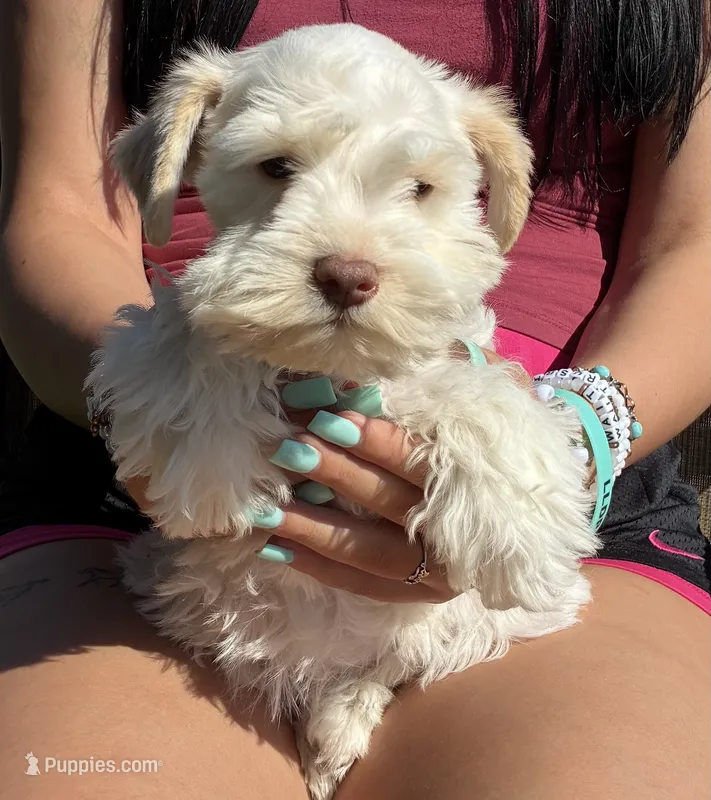 Cream collar male – Miniature Schnauzer puppy for sale in Farmersville, TX