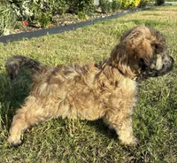 Orange female , a female Goldendoodle for sale in Farmersville, TX – 4 of 4