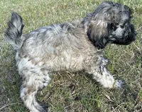Purple collar, a female Goldendoodle for sale in Farmersville, TX – 3 of 3