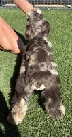 Teal collar chocolate Merle, a male Miniature Schnauzer for sale in Farmersville, TX – 4 of 4