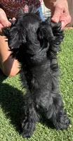 Green collar male, a male Miniature Schnauzer for sale in Farmersville, TX – 5 of 5