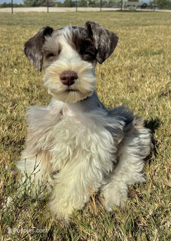 Black collar male – Miniature Schnauzer puppy for sale in Farmersville, TX