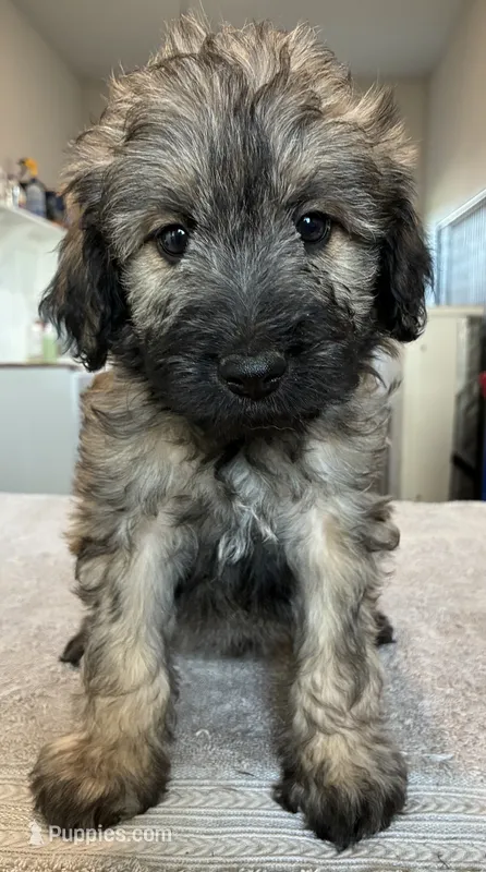 Gray collar  – Goldendoodle puppy for sale in Farmersville, TX