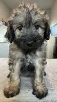 Gray collar , a female Goldendoodle for sale in Farmersville, TX – 1 of 3