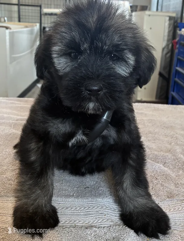 Blue collar  – Goldendoodle puppy for sale in Farmersville, TX