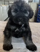 Blue collar , a female Goldendoodle for sale in Farmersville, TX – 1 of 5