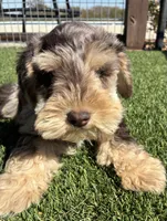 Teal collar chocolate Merle, a male Miniature Schnauzer for sale in Farmersville, TX – 2 of 4
