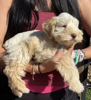 Cream collar male, a male Miniature Schnauzer for sale in Farmersville, TX – 3 of 3