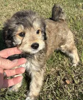 Green collar, a female Goldendoodle for sale in Farmersville, TX – 1 of 5