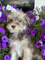 Cream collar , a female Schnoodle for sale in Farmersville, TX – Photo 3 of 4