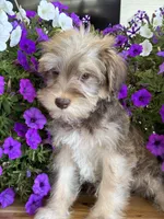 Cream collar , a female Schnoodle for sale in Farmersville, TX – Photo 4 of 4
