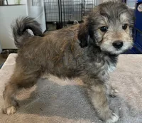 Green collar, a female Goldendoodle for sale in Farmersville, TX – 5 of 5