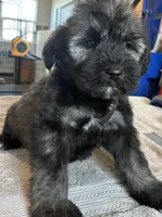 Blue collar , a female Goldendoodle for sale in Farmersville, TX – 4 of 5