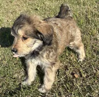 Green collar, a female Goldendoodle for sale in Farmersville, TX – 3 of 5