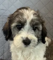 Teal collar, a male Goldendoodle for sale in Farmersville, TX – 2 of 3