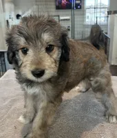 Green collar, a female Goldendoodle for sale in Farmersville, TX – 4 of 5