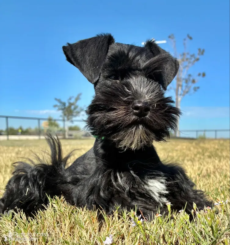 Green collar male – Miniature Schnauzer puppy for sale in Farmersville, TX