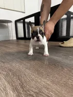Miss Purple 💜 , a female French Bulldog for sale in Anaheim, CA – 5 of 7