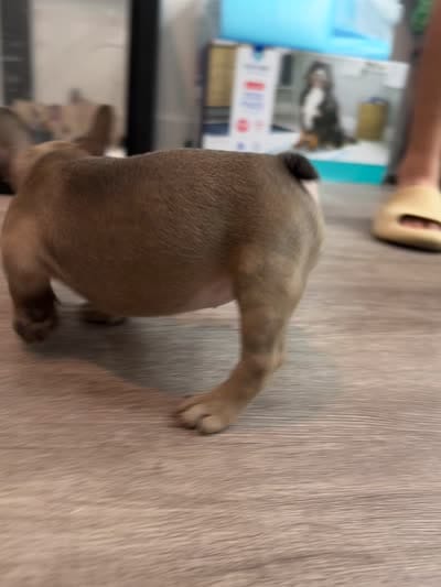 Lady Red ♥️, a female French Bulldog for sale in Anaheim, CA – 4 of 4