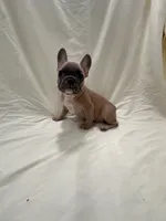 Mr Brown , a male French Bulldog for sale in Anaheim, CA – 3 of 9