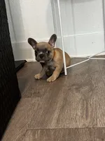 Mr. Brown 🤎, a male French Bulldog for sale in Anaheim, CA – 2 of 6