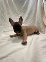 Light Blue , a male French Bulldog for sale in Anaheim, CA – 2 of 7