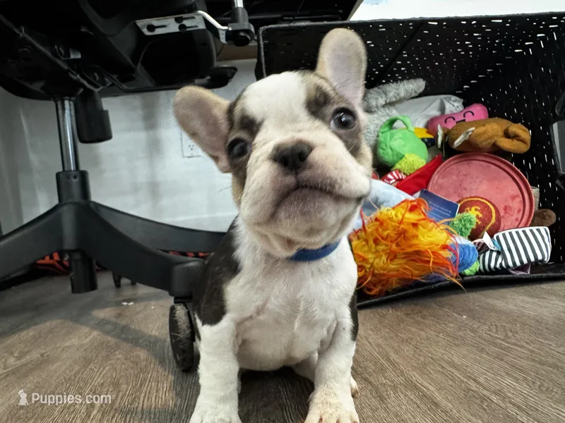 Lady Blue 🦋 – French Bulldog puppy for sale in Anaheim, CA