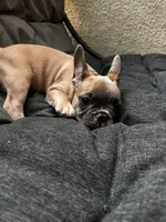 Mr Brown , a male French Bulldog for sale in Anaheim, CA – 4 of 9