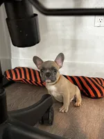 Mr. Brown 🤎, a male French Bulldog for sale in Anaheim, CA – 1 of 6