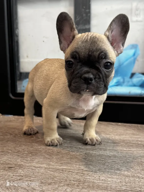 Miss Orange 🧡 – French Bulldog puppy for sale in Anaheim, CA