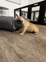 Miss Yellow 💛, a female French Bulldog for sale in Anaheim, CA – 1 of 5