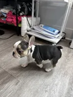 Lady Blue 🦋, a female French Bulldog for sale in Anaheim, CA – 1 of 7