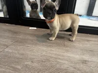 Miss Orange , a female French Bulldog for sale in Anaheim, CA – 6 of 8