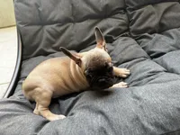 Light Blue , a male French Bulldog for sale in Anaheim, CA – 5 of 7
