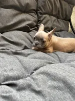 Mr Brown , a male French Bulldog for sale in Anaheim, CA – 5 of 9