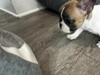 Miss Purple 💜 , a female French Bulldog for sale in Anaheim, CA – 7 of 7