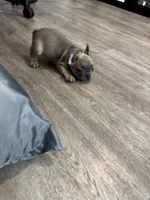 Lady Red ♥️, a female French Bulldog for sale in Anaheim, CA – 1 of 4