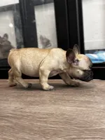 Miss Orange 🧡, a female French Bulldog for sale in Anaheim, CA – 2 of 6