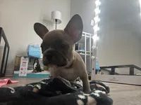Mr. Brown 🤎, a male French Bulldog for sale in Anaheim, CA – 3 of 6