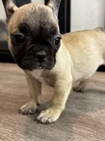 Miss Orange 🧡, a female French Bulldog for sale in Anaheim, CA – 4 of 6
