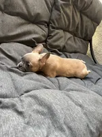 Mr Brown , a male French Bulldog for sale in Anaheim, CA – 6 of 9