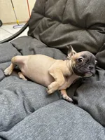 Miss Orange , a female French Bulldog for sale in Anaheim, CA – 5 of 8