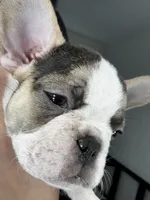 Lady Blue 🦋, a female French Bulldog for sale in Anaheim, CA – 2 of 7