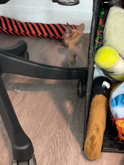 Mr. Brown 🤎, a male French Bulldog for sale in Anaheim, CA – 6 of 6