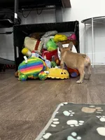 Mr. Brown 🤎, a male French Bulldog for sale in Anaheim, CA – 5 of 6
