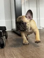 Light Blue 🩵, a male French Bulldog for sale in Anaheim, CA – 3 of 7