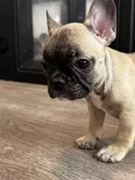 Miss Orange 🧡, a female French Bulldog for sale in Anaheim, CA – 3 of 6