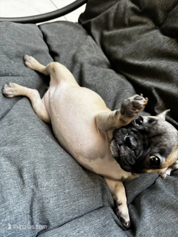 Miss Orange  – French Bulldog puppy for sale in Anaheim, CA