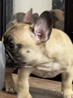 Light Blue 🩵, a male French Bulldog for sale in Anaheim, CA – 2 of 7