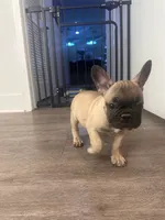 Light Blue , a male French Bulldog for sale in Anaheim, CA – 3 of 7